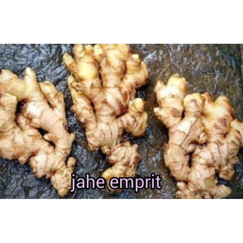 

JAHE EMPRIT SEGAR RP 9000 / 250 GRAM