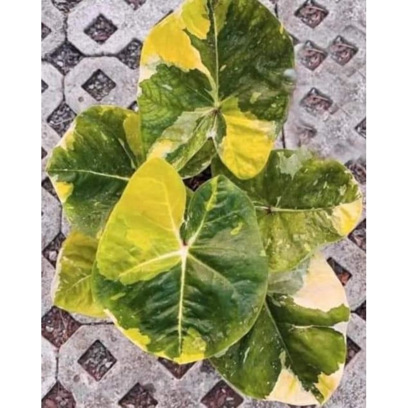 caladium thailand series Neon