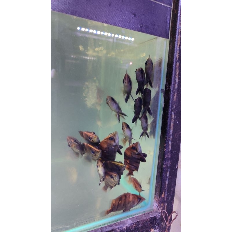 hiasan aquarium Datz 4 bar