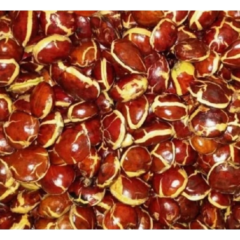 

jengkol kolot alias tua cakial