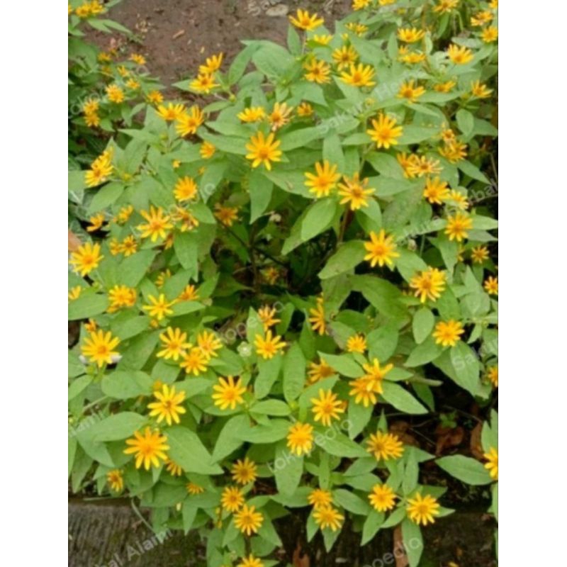 tanaman hias bunga matahari kecil