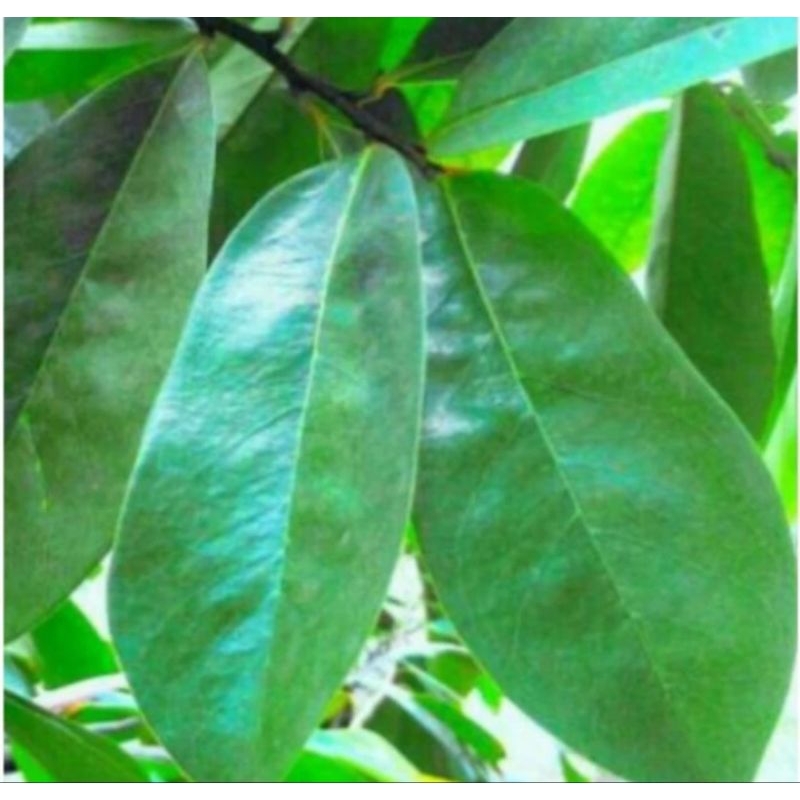 

promo bisa cod daun sirsak segar#fresh100 lembar