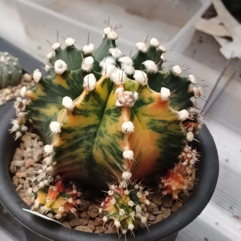 Gymno Hybrid Variegata | Kaktus | Miha