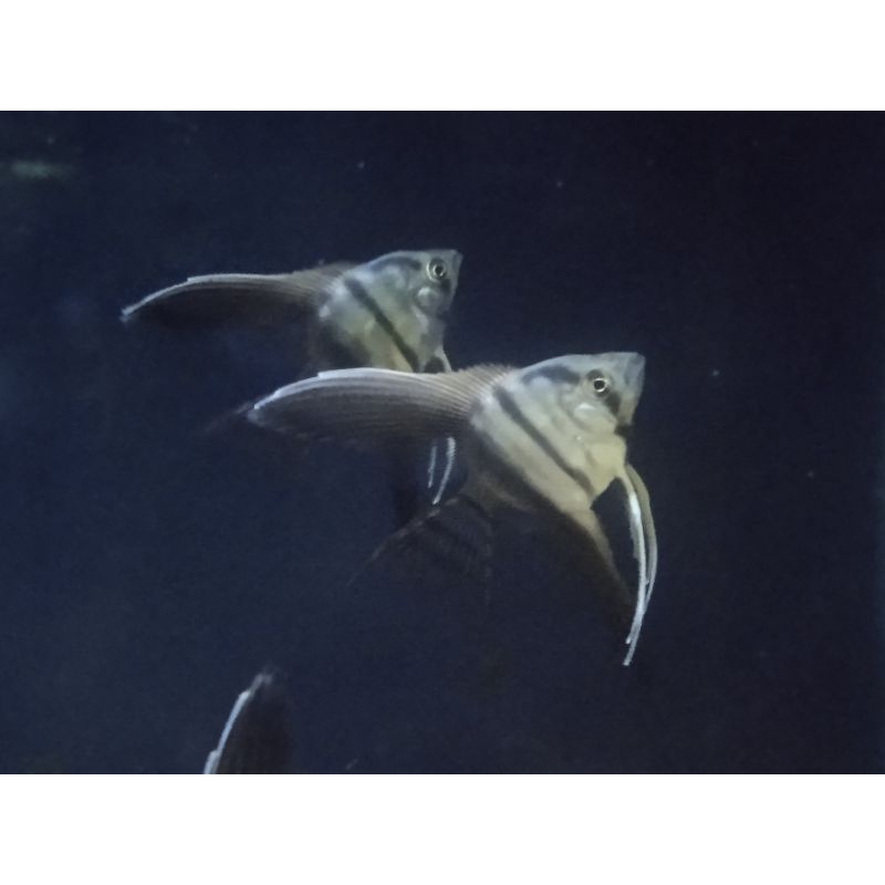 Hiasan Aquarium Manfish BW Slayer