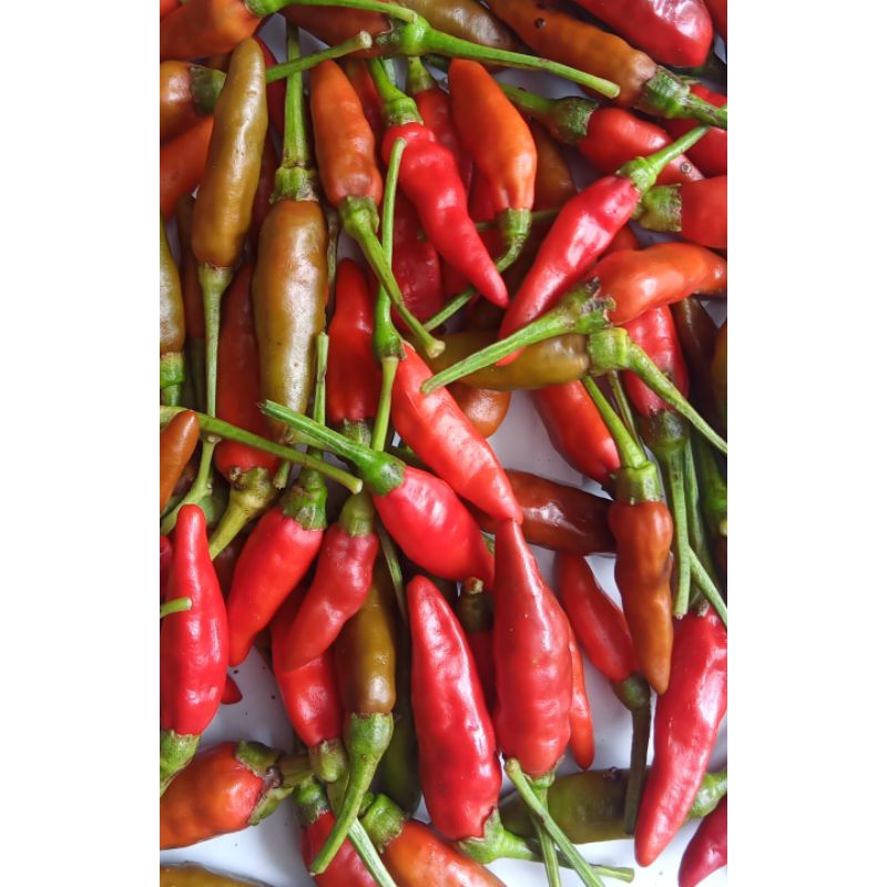 

Cabai merah lokal ijo 1kg