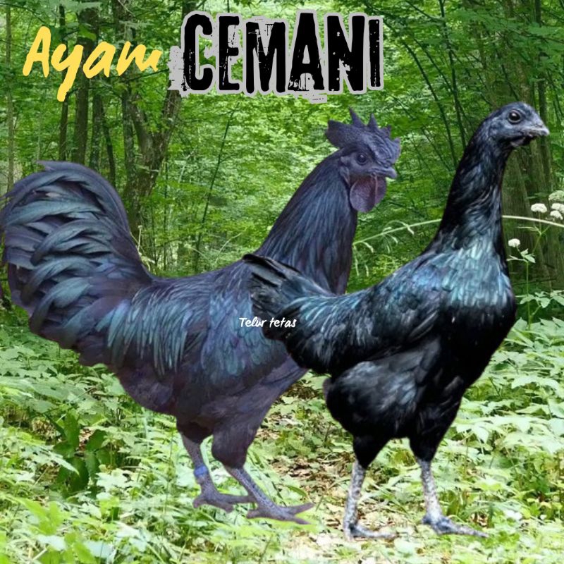 telur ayam cemani lidah hitam (asli) untuk di tetaskan