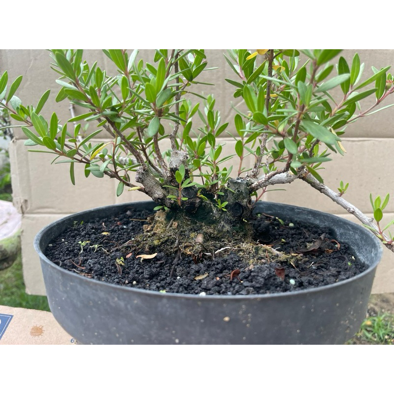 Santigi Karang Bogel Ori OTR diatas karang