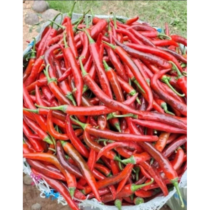 

CABE/CABAI MERAH BESAR FREES 1000 gram