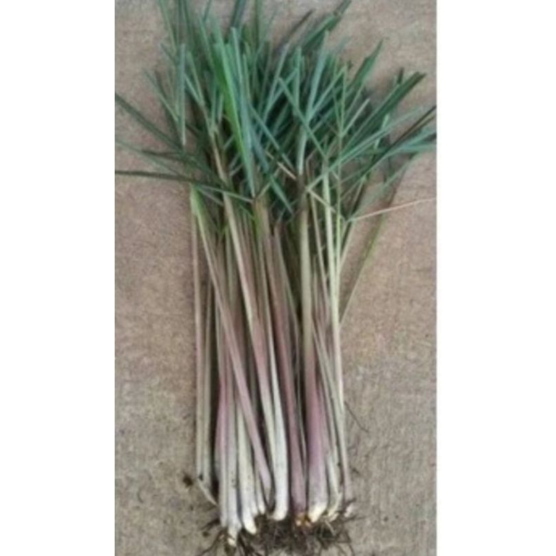

promo bibit sereh merah 1kg-serai wangi ready