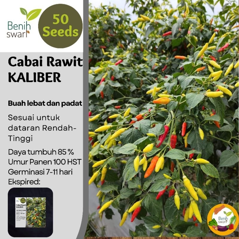 Benih Swari: (isi 50 butir) Benih Cabe / Cabai Rawit Kaliber Varietas Unggul