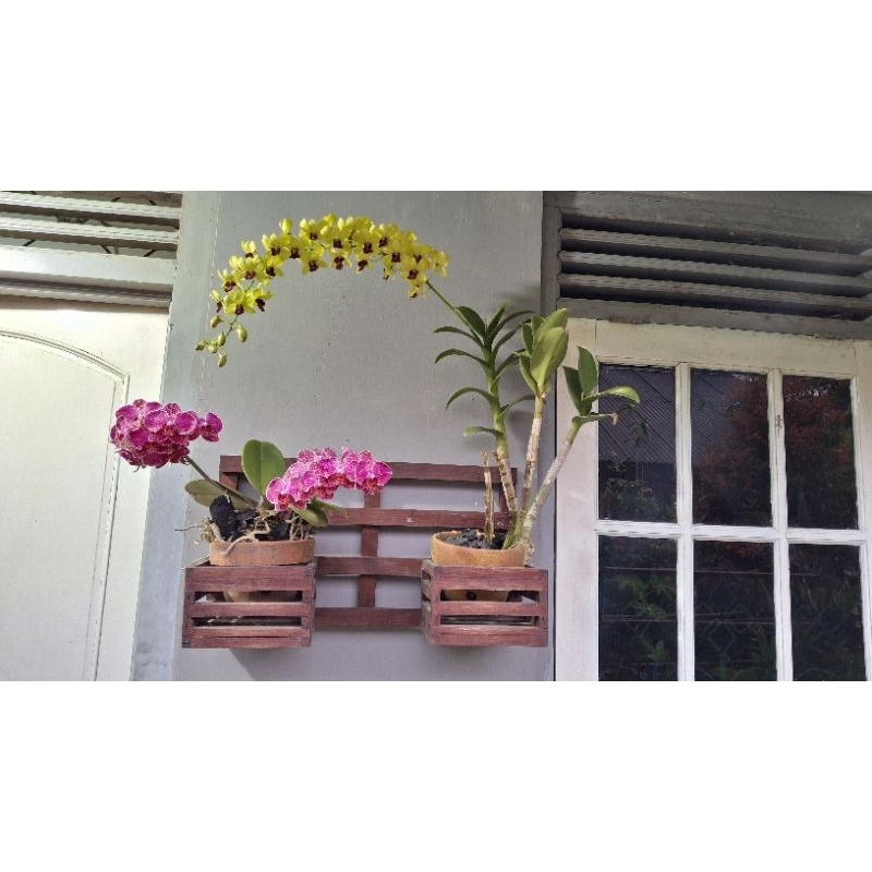 Pot Anggrek Pot Anggrek tempel