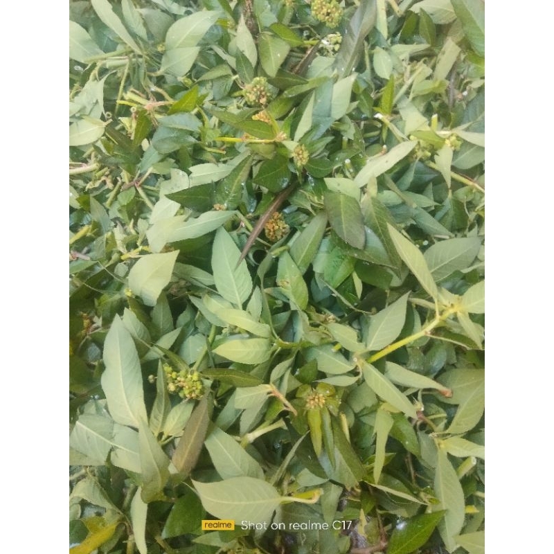 

daun sena atau katemas segar obat herbal alami 500 grm