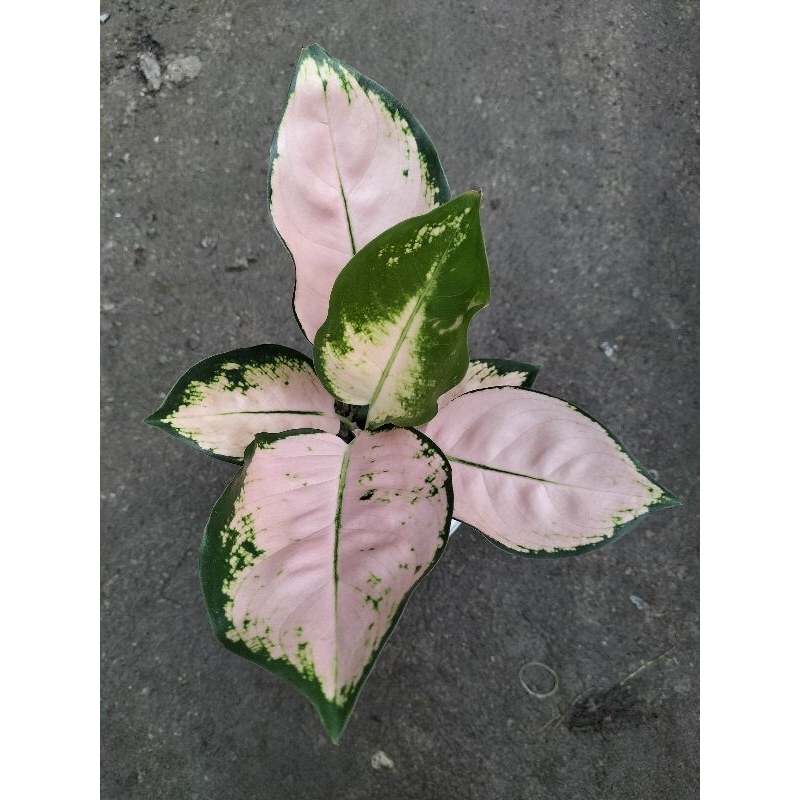 aglonema kochin sutra