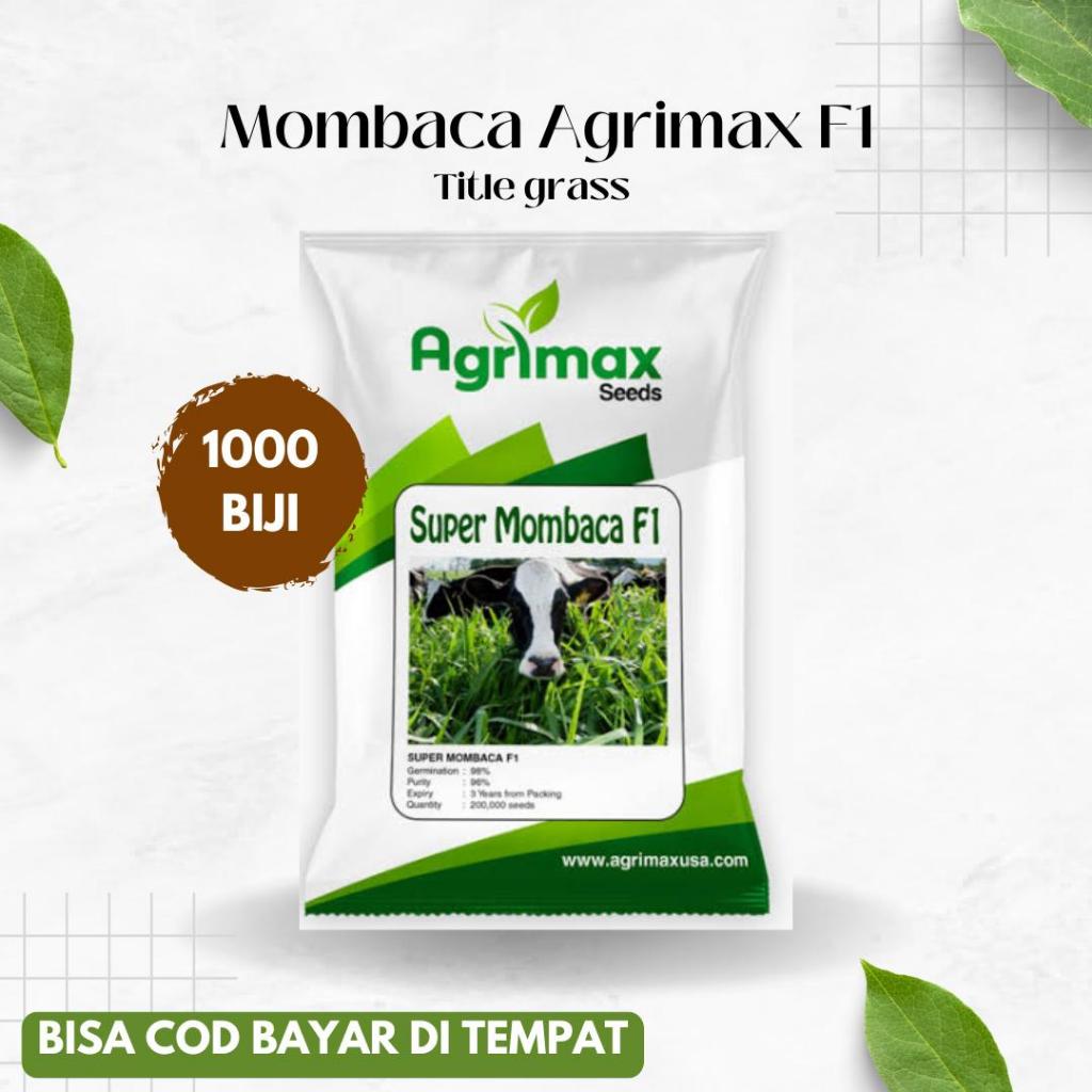 BENIH MOMBACA F1 ASLI (2000biji) BIBIT RUMPUT MOMBASA SUPER GHINA PAKAN TERNAK KAMBING - hijauan