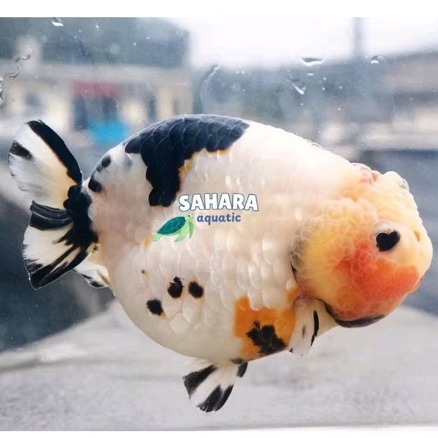 Boneka aquarium air cow ranchu import dekorasi akuarium