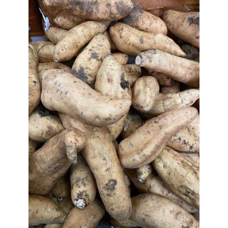 

Ubi cilembu kemasan 1kg