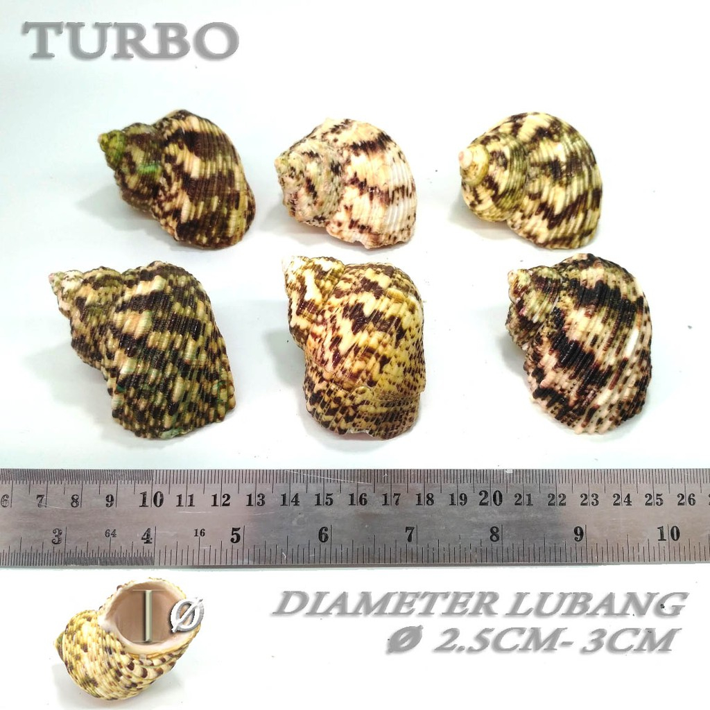 Turbo shell cangkang rumah kelomang umang hermit crab keong