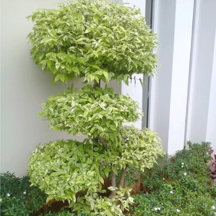 TANAMAN HIAS BONSAI ANTING PUTRI/SALJU