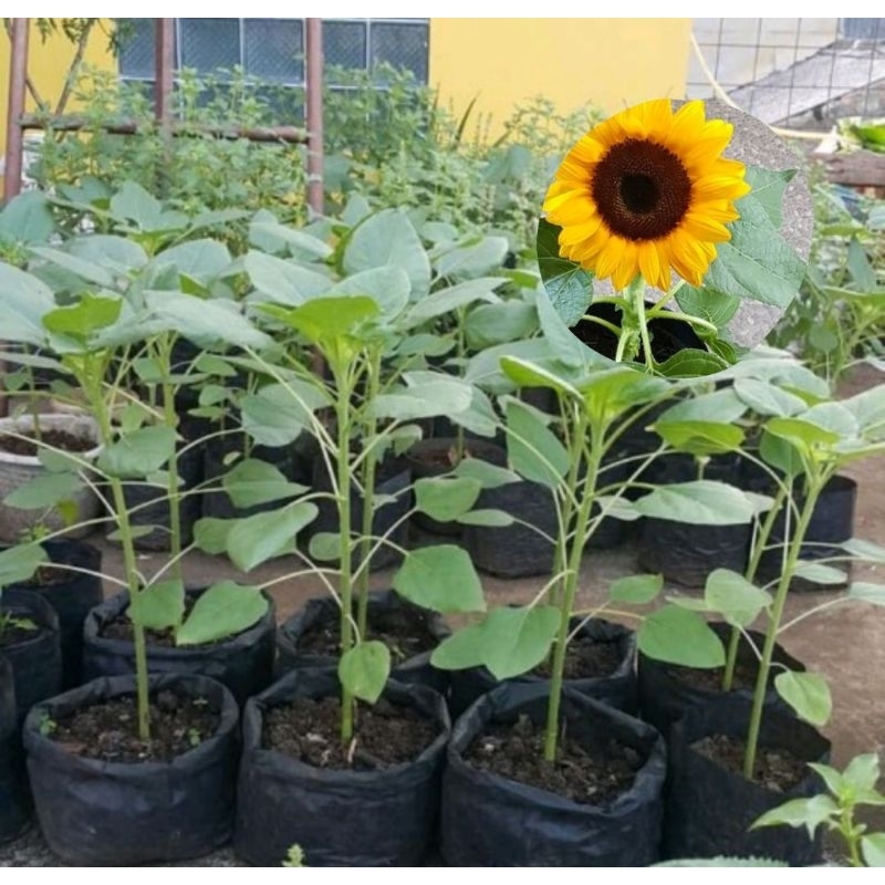 POHON BUNGA MATAHARI/BUNGA MATAHARI BESAR (Bijinya bisa untuk di jadikan kuaci )