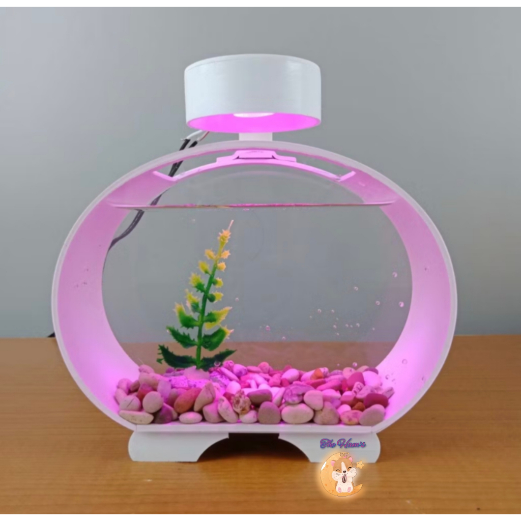 (The Ham's) Aquarium Ikan Cupang Soliter Akrilik Ikan Cupang Aquarium Akrilik Ikan Cupang Aquarium I