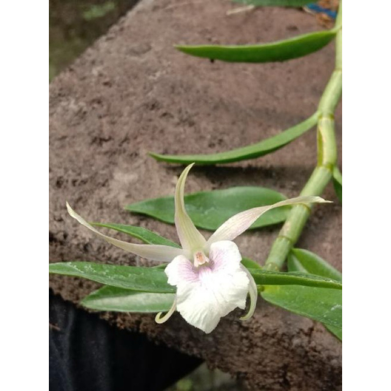 Dendrobium Lumajang Unique anggrek cantik dan unik silangan dendro antennatum x aphilum