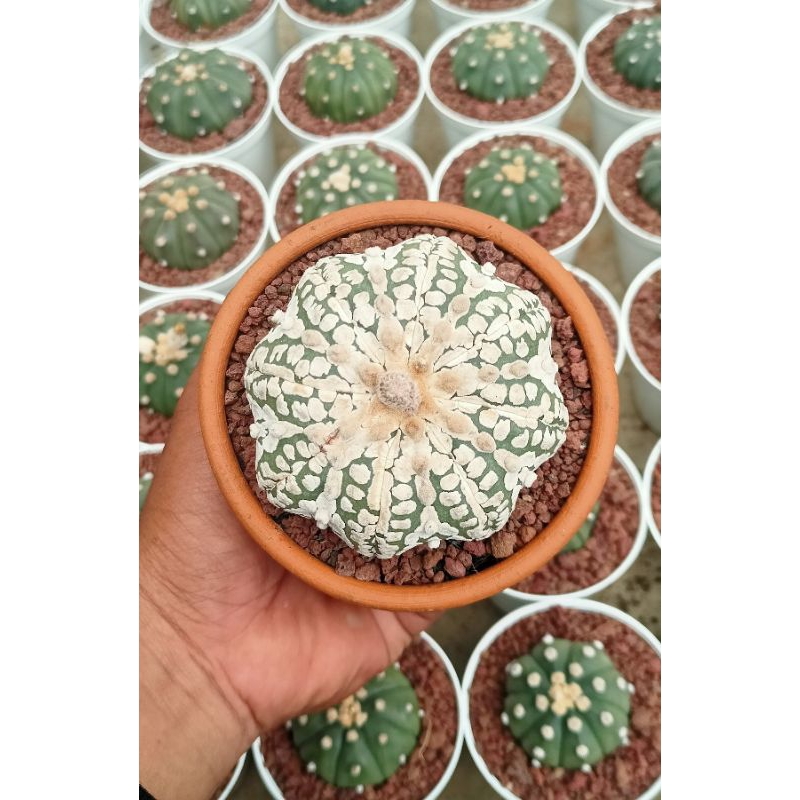 Astrophytum Asterias Superkabuto