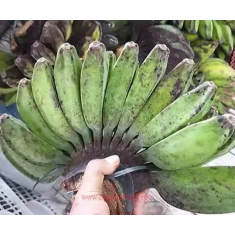 

pisang kepok 1 sisir/ pisang kepok segar/ pisang kepok mentah tua...