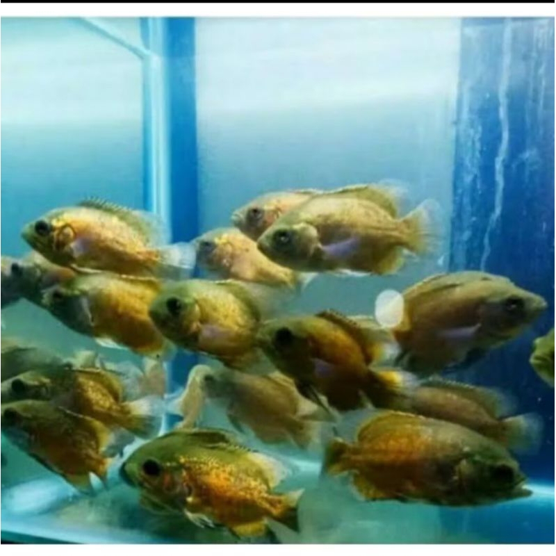 Mainan Ikan Oscar Paris tembaga aquarium