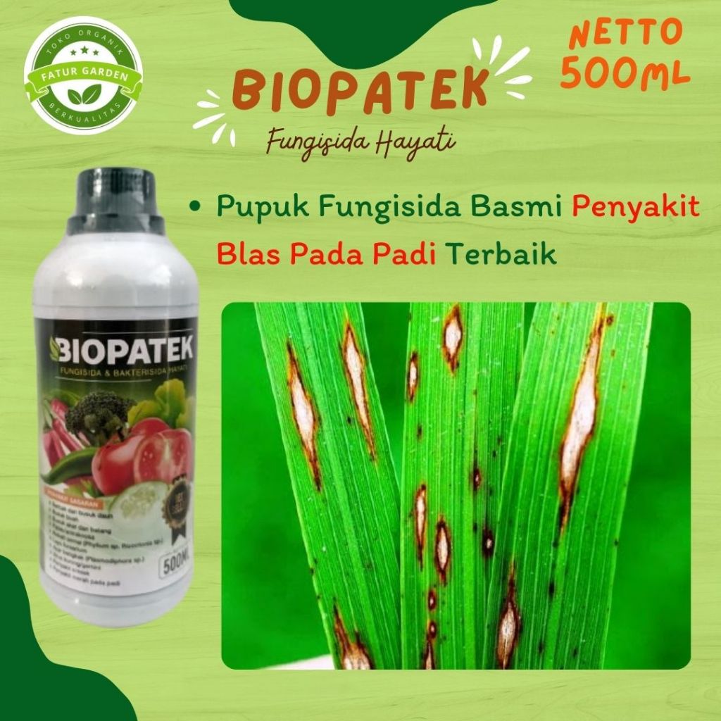 Obat pengendali untuk blas padi - BIOPATEK - Pupuk fungisida basmi penyakit blas pada padi terbaik
