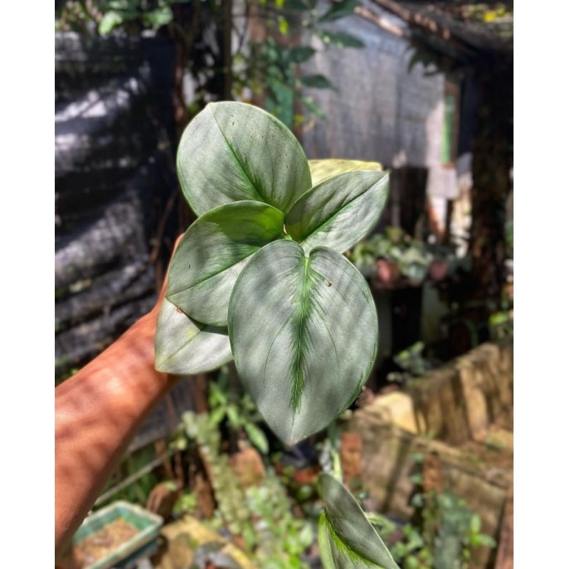 scindapsus trubie silver moonlight sp borneo