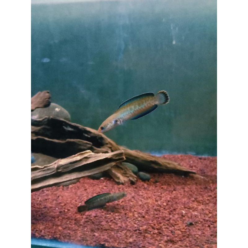 cana andrao channa andrao gondrong ±6cm garansi 100% + pelet ikan