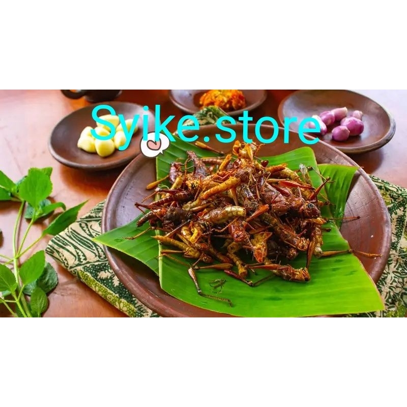 

(Edisi pedas gaes) Belalang goreng pedas daun jeruk 10kg