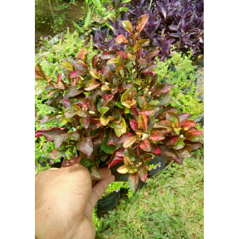 Krokot Merah Lokal Rimbun