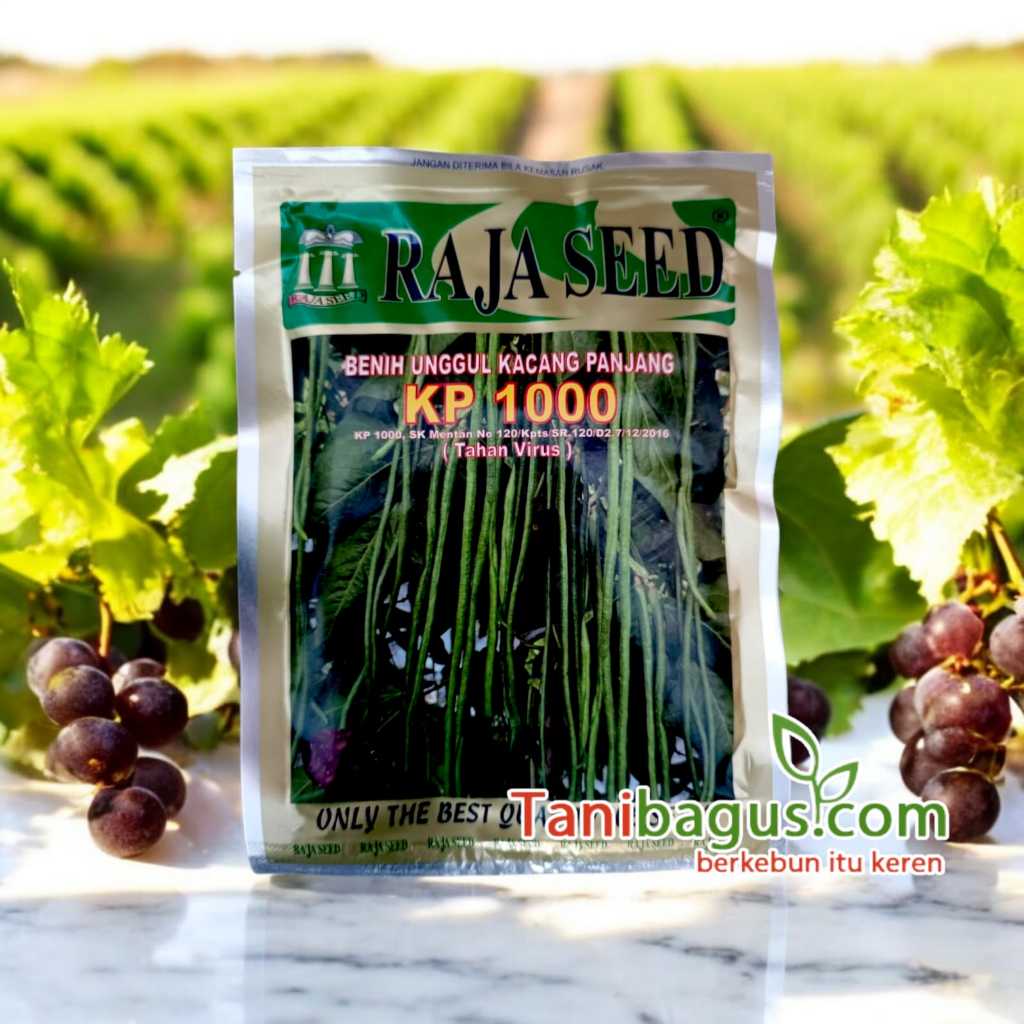 BENIH KACANG PANJANG UNGGUL KP 1000 - (RAJA SEED) 100 GRAM