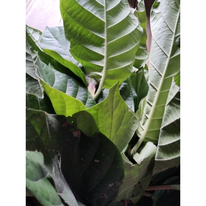 

daun cangcaratan segar 500gram