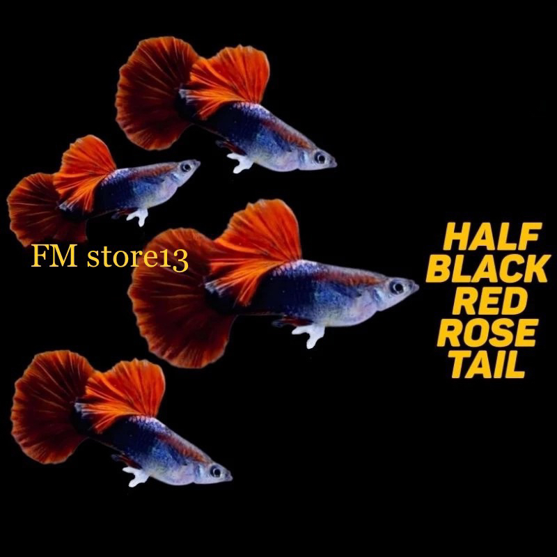 Half Blαck Red Rose Ta¥l HB Red Rose Tail