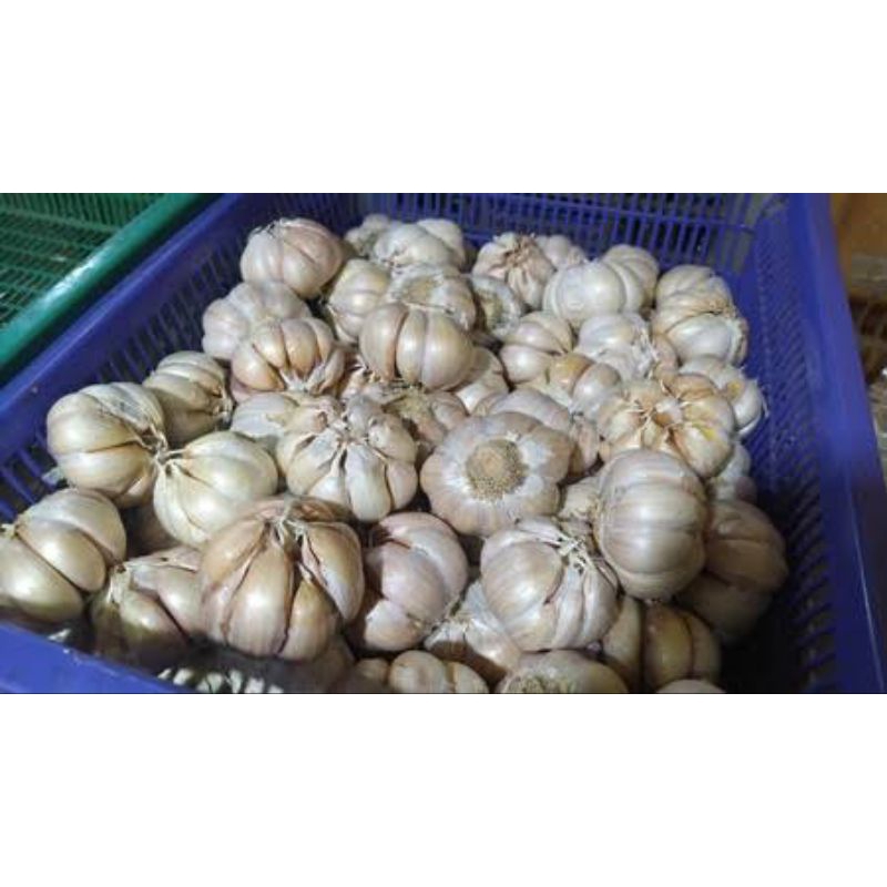 

bawang putih 100gram bawangputih 100 gram