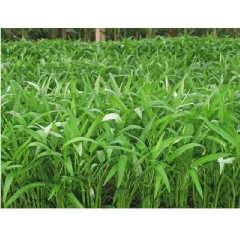 

jual kangkung sayur periket/500g