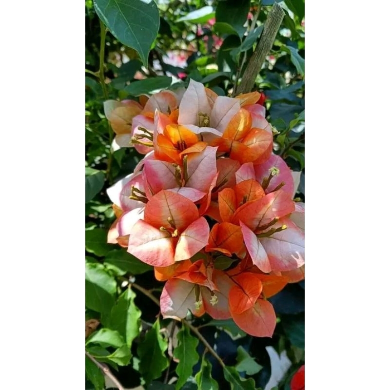 BOUGENVILLE GOLDEN SUNSINE