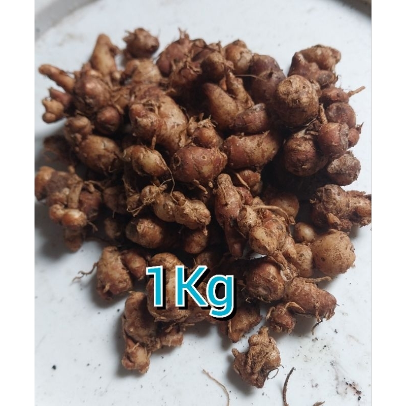 

1kg Kencur / Cikur Bumbu Rempah Seblak Dan Masakan Lainnya