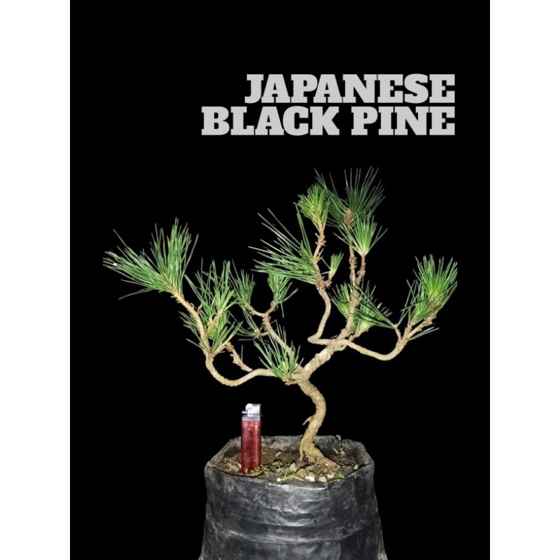 Japanese Black Pine | Tanaman Hias | Bahan Bonsai | Pinus Hitam Jepang Murah