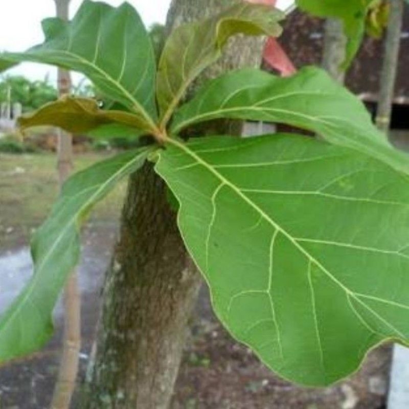 

daun jati/pcs