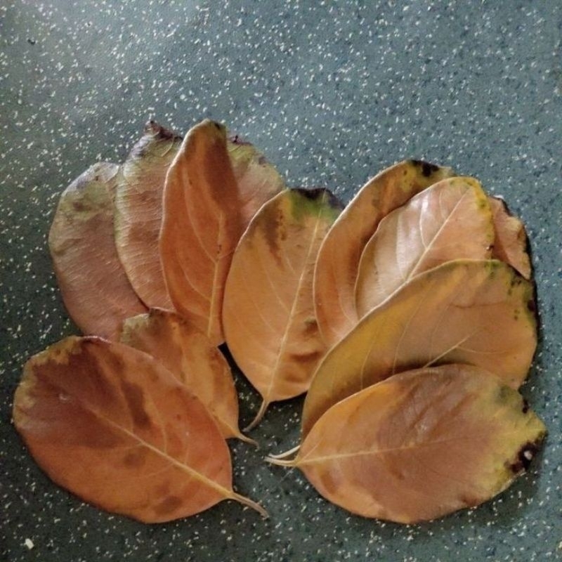 

Daun nangka kering per 200gr