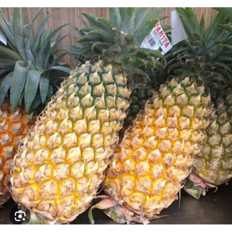 

Buah Nenas Manis 1 pcs - Nanas Pekanbaru