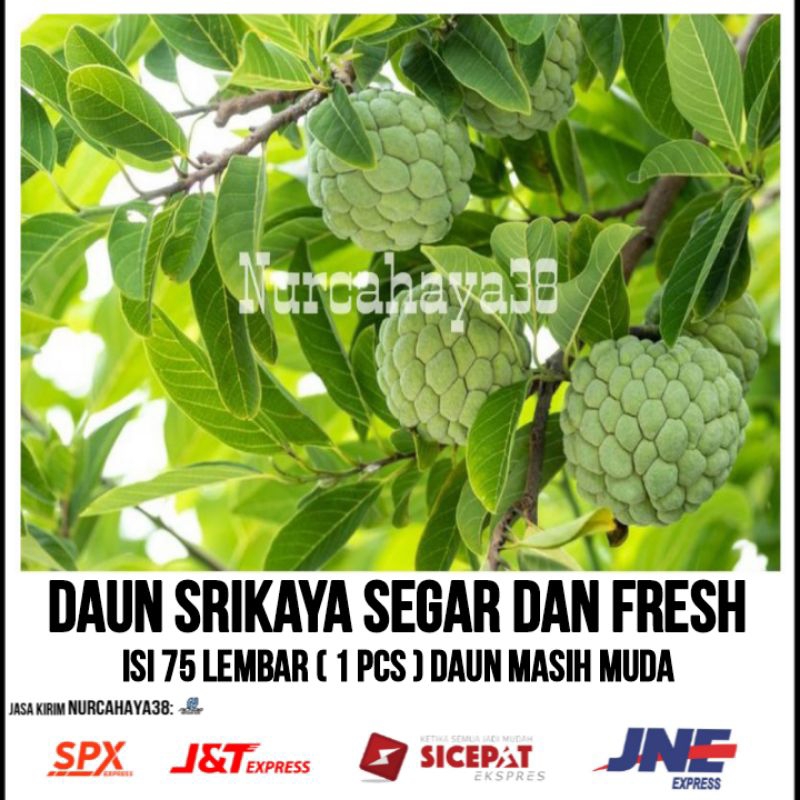 

DAUN SRIKAYA SEGAR | Daun srikaya segar 75 LEMBAR