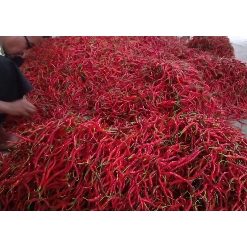 

cabai merah kriting 500gram