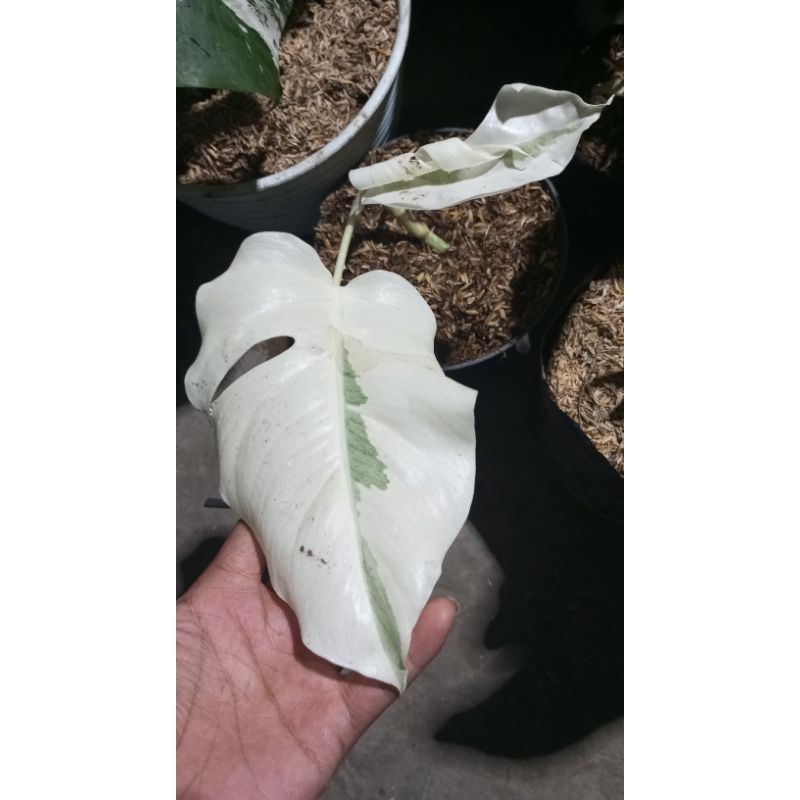 monstera variegata albino