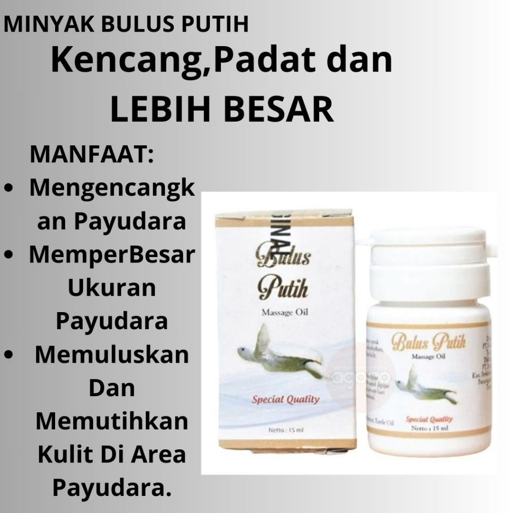 Minyak Bulus Putih Mengencangkan dan membentuk payudara jadi montok dan seksi