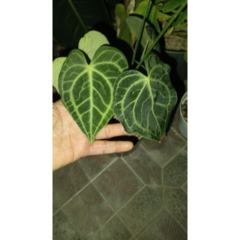 clarinervium kuping gajah tarantula