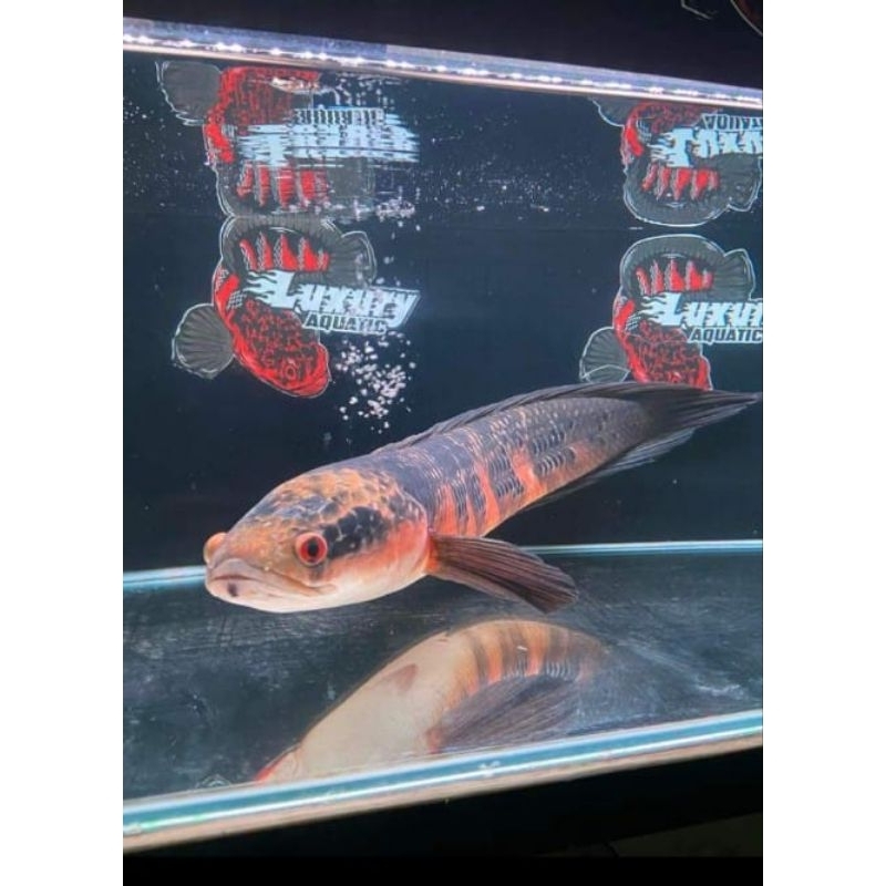 chana RED BARITO super red bahan pedas singgle tank